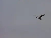 P1270450.webp