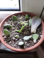 P1270448.webp
