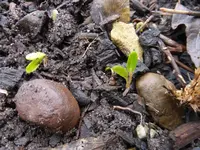P1270591.webp