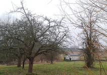 Apfel Birne.jpg