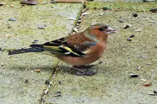 DSCF8486 (2).webp