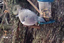 100_3356.webp