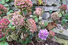 100_3312.webp