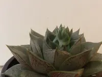 Echeveria_purpusorum.jpg