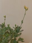 Kalanchoe_rotundifolia.jpg