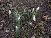 DSCN0874.webp