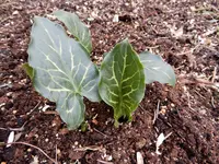DSCN0900.jpg
