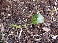 DSCN0901.webp
