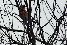 DSCF8532 (2).webp