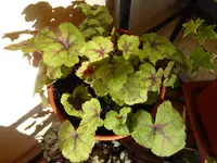 P1010051.webp