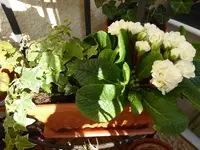 P1010062.webp