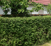 Hecke.JPG
