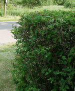 Hecke seitlich.webp