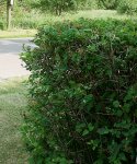 Hecke seitlich.JPG
