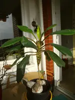 PICT0272.webp