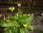 Erythronium Hybride_Pagoda_22.04.2015.jpg