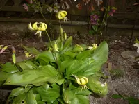 Erythronium Hybride_Pagoda_22.04.2015.webp