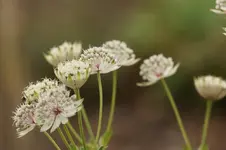 a5.webp