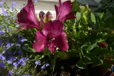 P1040001.webp