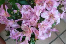 P1050377 Inkalie ganz.webp