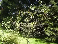 BILD5717.webp