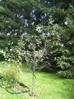 BILD5716.webp