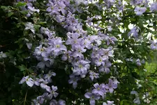 Cl.vit.Emilia Plater0516.webp