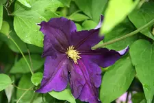 Cl.vit.Viola0116.webp