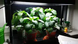IMG-20170213-WA0015.webp