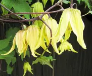 clematis.webp