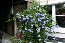 Bleiwurz0216.webp