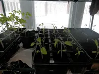 P3170270.webp