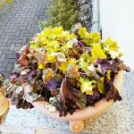 Heuchera 170214.jpg