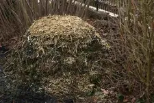 verkleinert-Terra-Preta ansetzen 0214.webp