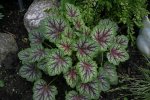 Heuchera2008.jpg