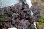 Heuchera0307.jpg