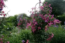 Cl.int.Pangbourne Pink0707a.webp