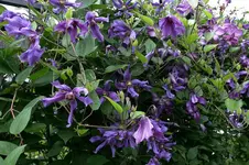 Cl.int.Sizaja Ptitza1108.webp