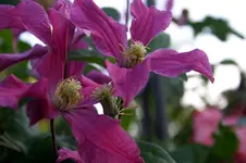 Cl.int.Pangbourne Pink0908a.webp