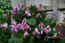 Cl.int.Alijonushka0612a.webp