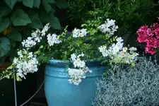 Rose Sternenflor0313a.webp
