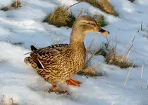 P1000245.webp