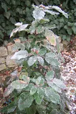 100_3369.webp
