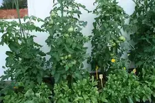 Tomaten9014a.webp