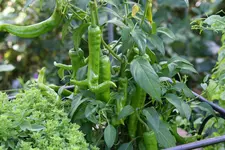 Chilie0416.webp