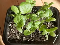 P2160350.webp