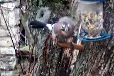 100_3495.webp