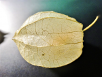 Physalis -Samen 003.png