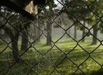 spinnennetze.webp