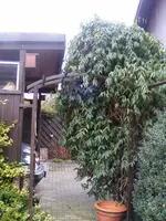 DSCF5269.webp